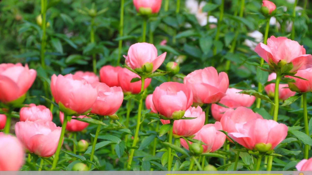 Flor De Peão De Peão No Jardim No Verão Imagem de Stock - Imagem de peônia,  sazonal: 218593939