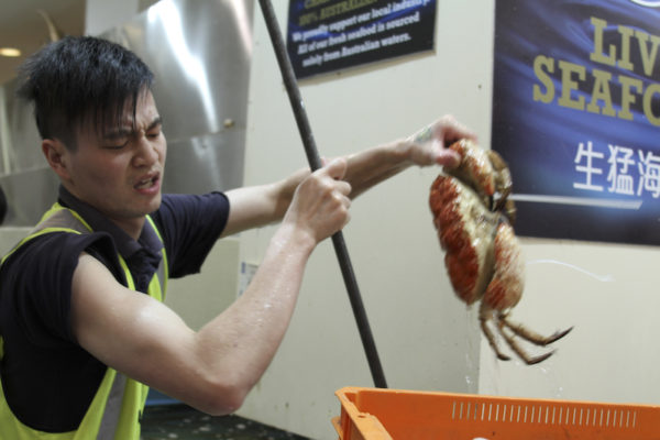 Caranguejo Gigante no Mercado dos Peixes de Sydney na Australia