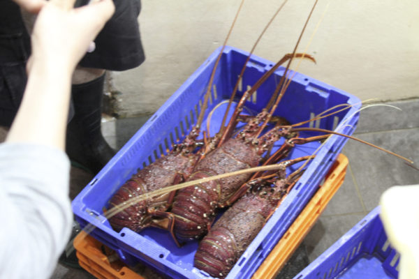 Lagostas no Mercado dos Peixes de Sydney na Australia