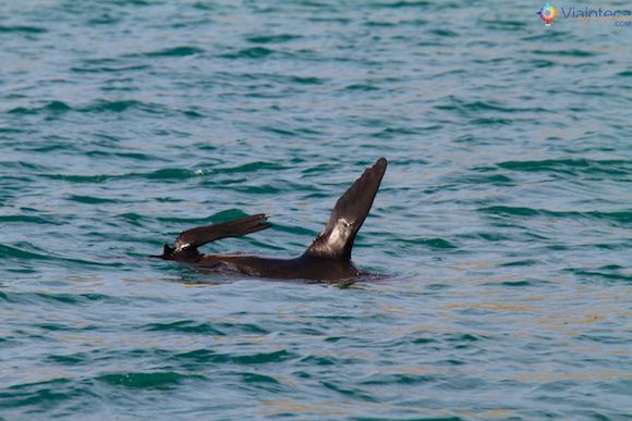 NZ Fur Seal em Passeio de Barco pela Otago Península em Dunedin 