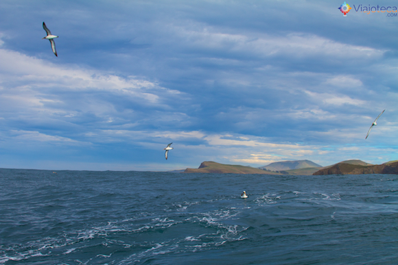 Passeio de Barco pela Otago Península em Dunedin 