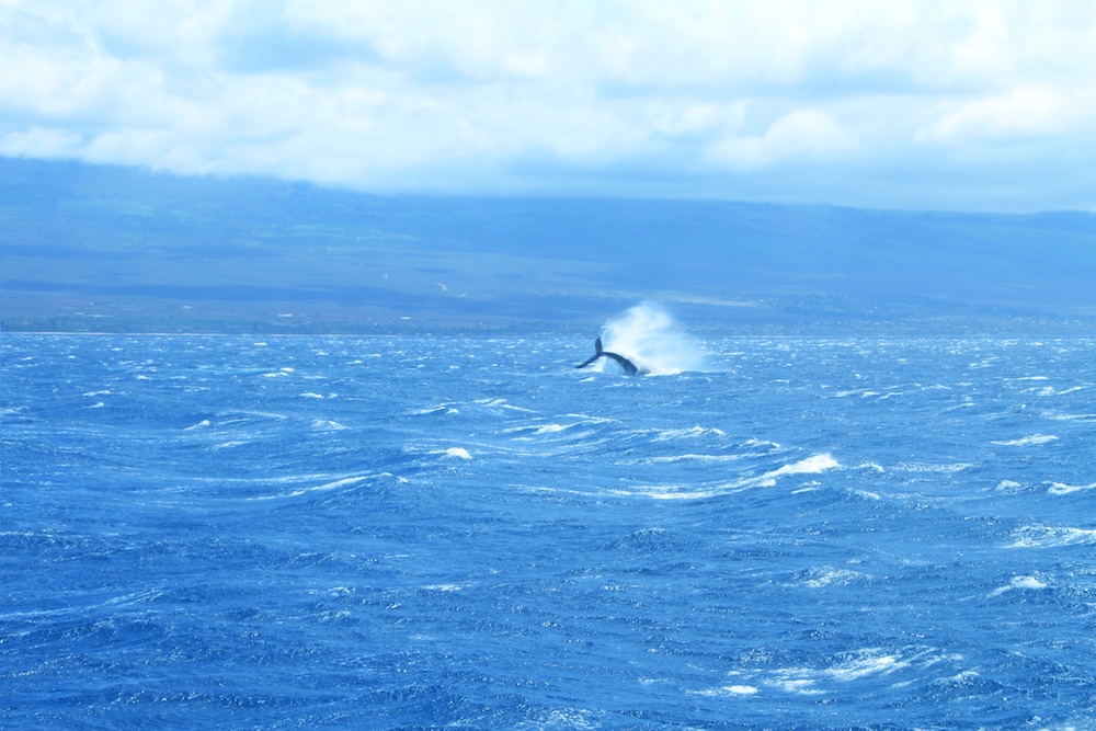 Baleias Jubarte em Maui no Hawaii