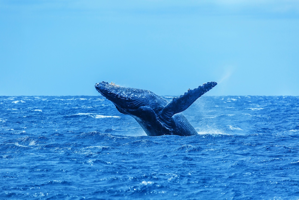 Baleias Jubarte em Maui no Hawaii 