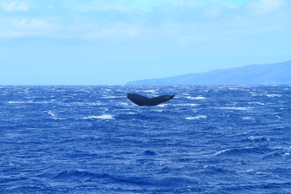 Baleias Jubarte em Maui no Hawaii