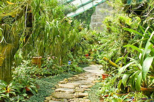 Jardim Botânico de Bogor na Indonésia