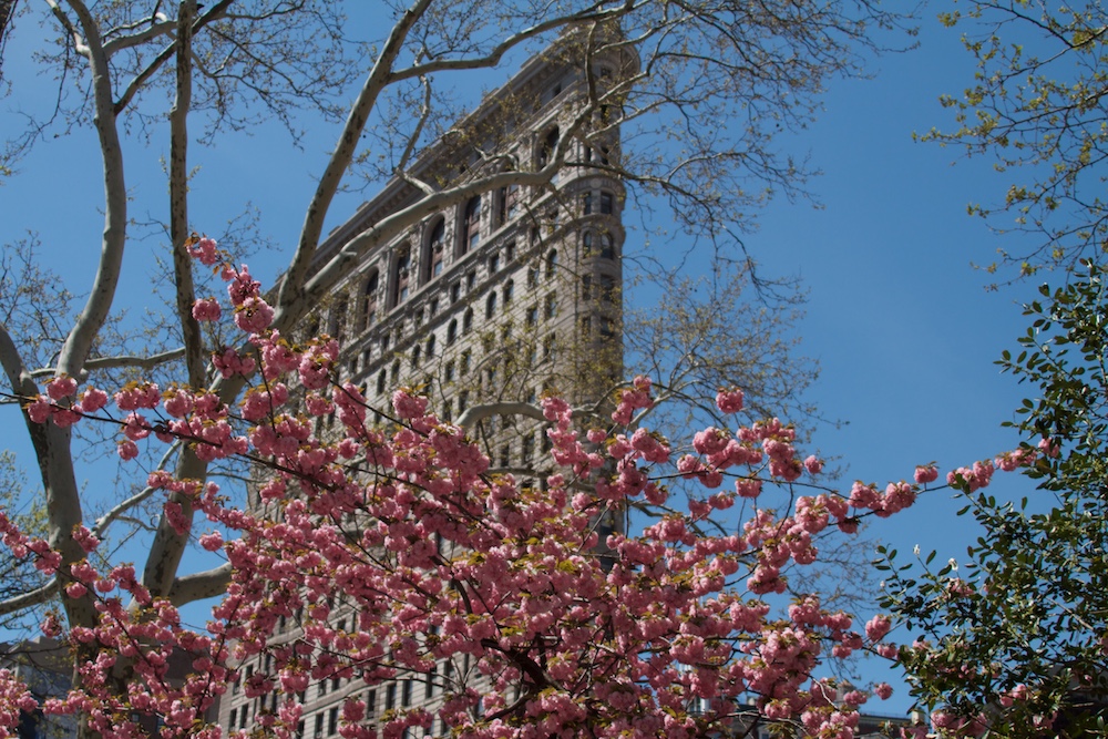 Cerejeiras em Nova York