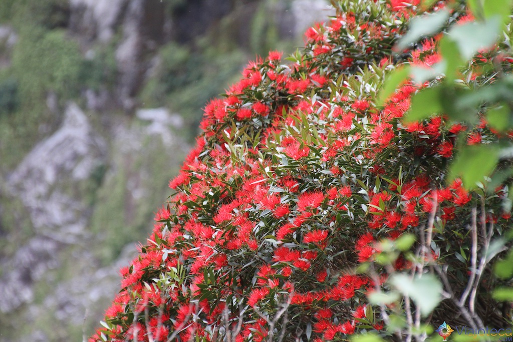 Ratta, a Pohutukawa da Ilha Sul
