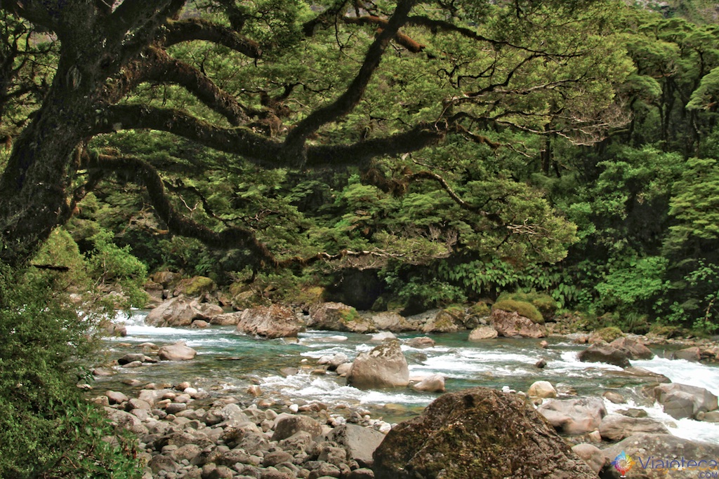 Hollyford river