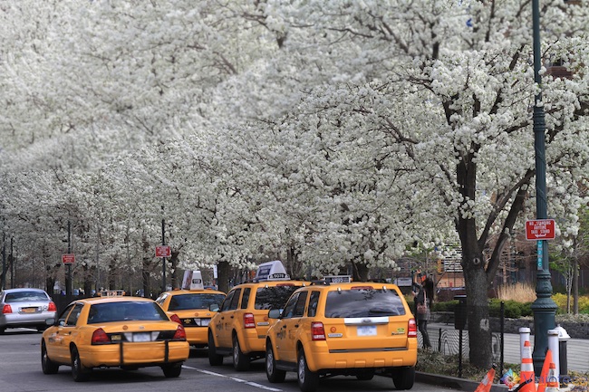 Florada das Cerejeiras em nova York