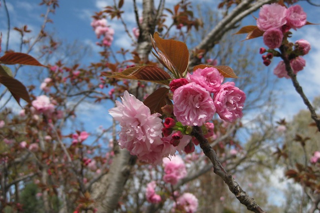 Florada das Cerejeiras pelo Mundo