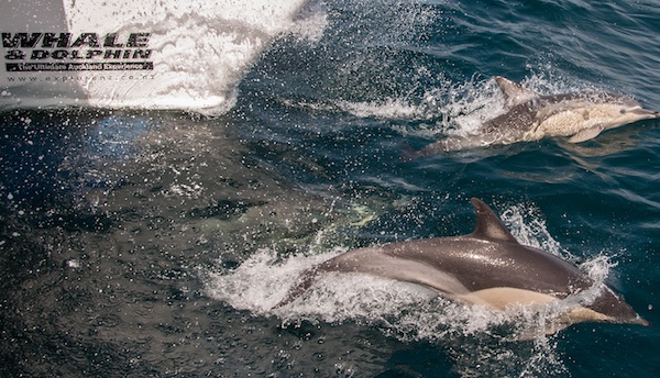 Golfinhos em Auckland (Foto promocional)