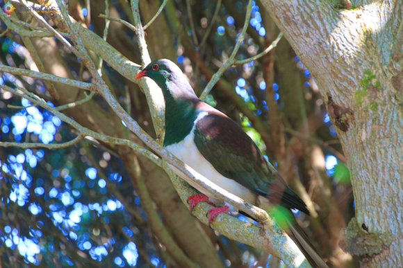 Tiritiri Matangi