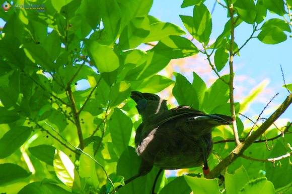 Kokako em Tiritiri Matangi em Auckland
