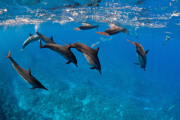 Golfinhos roteadores em Niue