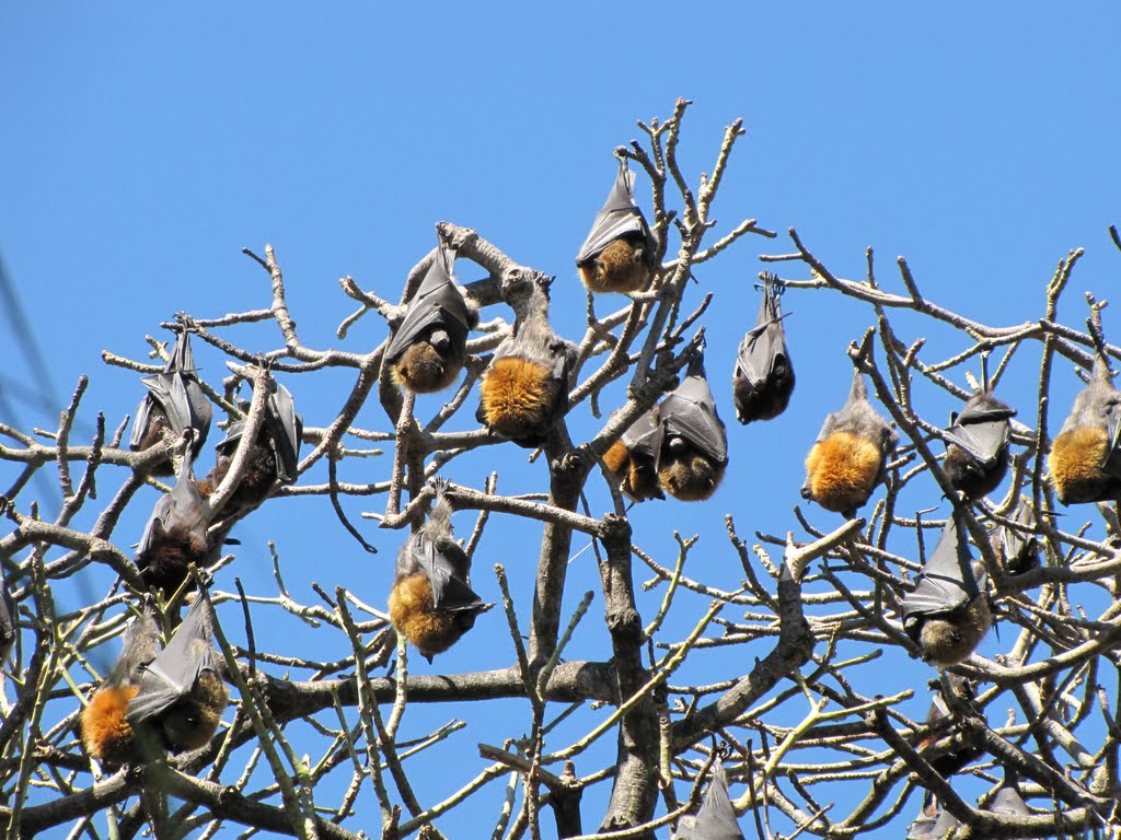 Morcegos no Jardim Botânico de Sydney