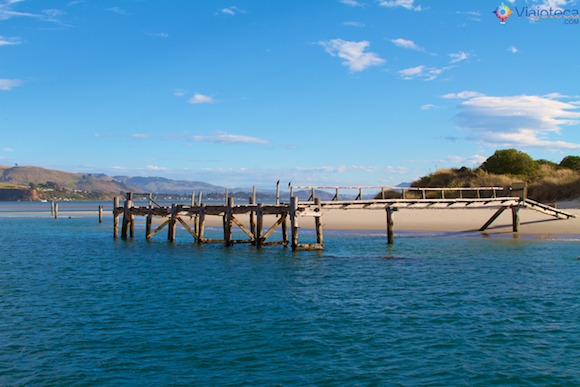 Passeio de Barco pela Otago Península em Dunedin 
