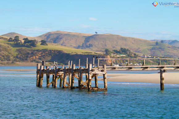 Paisagem Passeio de Barco pela Otago Península em Dunedin 