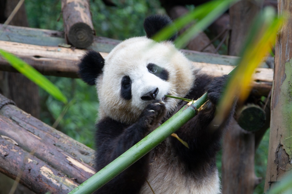 Pandas na China