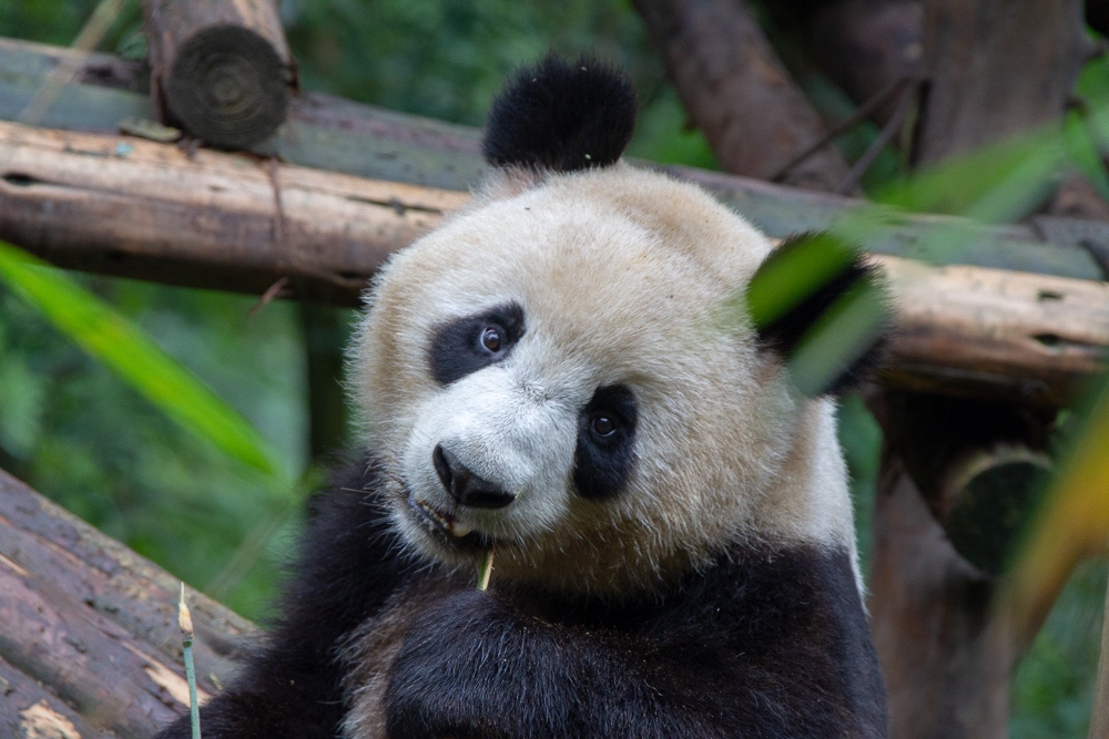 Pandas na China