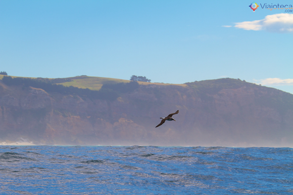 Pétrea Passeio de Barco pela Otago Península em Dunedin 