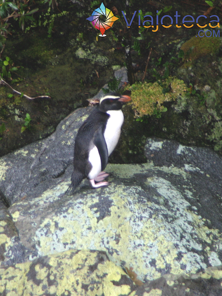 Pinguins na Nova Zelândia - Fiordland