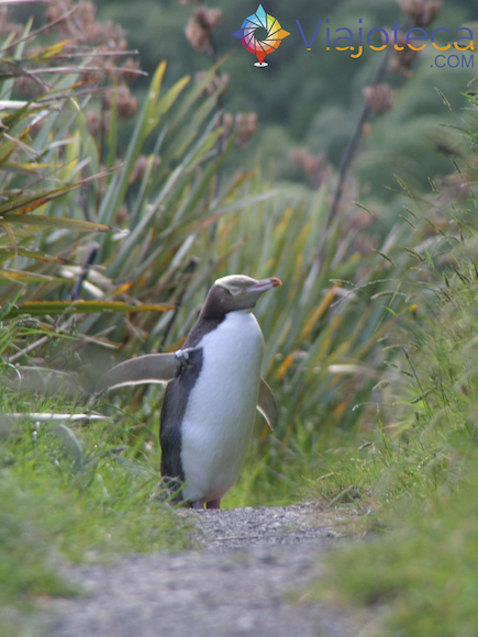 Pinguins na Nova Zelândia - Penguim Olhos Amarelos