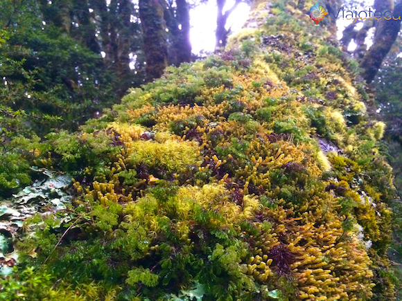 Routeburn Track Nova Zelândia (49)