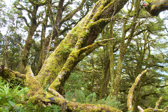 Routeburn Track Nova Zelândia (5)