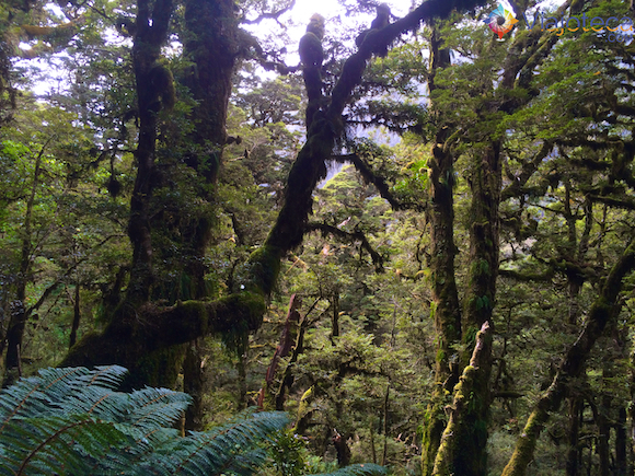 Routeburn Track Nova Zelândia (56)