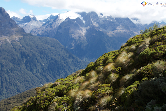 Vegetação alto-montada na Routeburn Track na Nova Zelândia