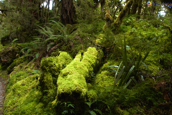 Routeburn Track Nova Zelândia (8)