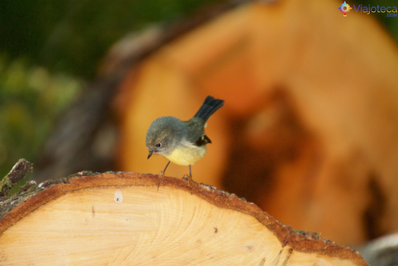 South Island Robin