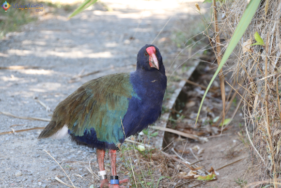 Tiritiri Matangi