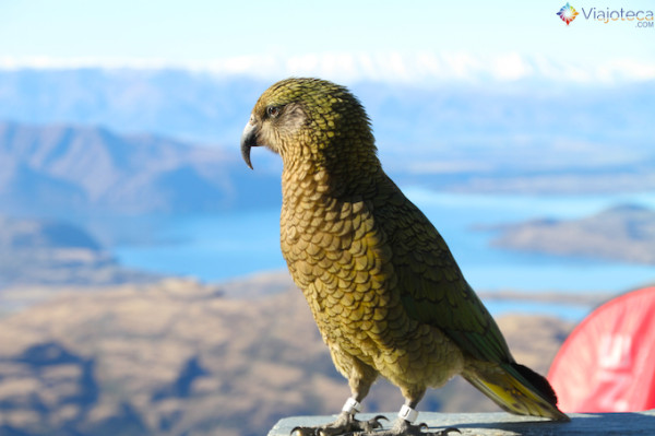 Kea, espécie de papagaio alpino curtindo o visual de treble Cone