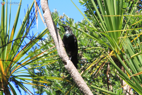Tui em Tiritiri Matangi em Auckland