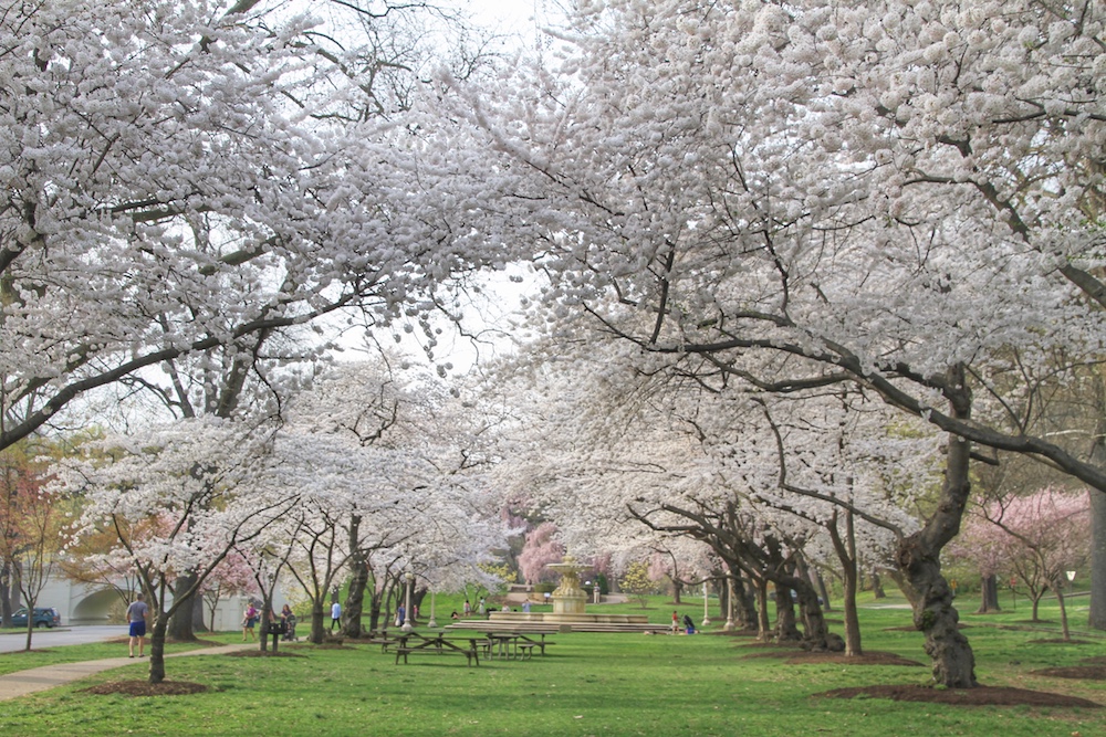 Wilmington Cherry Blossom