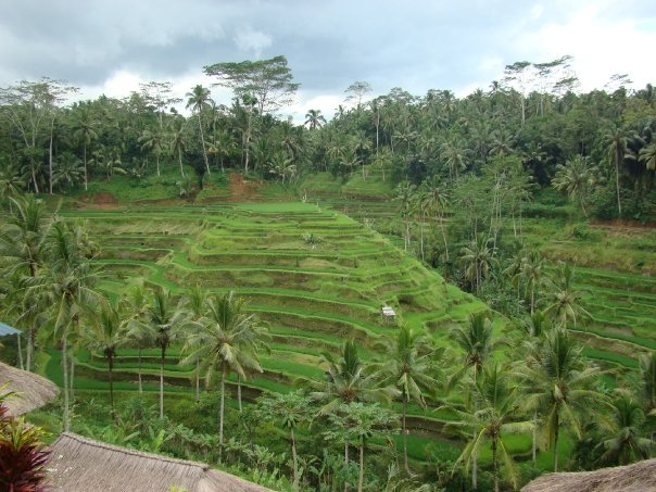 Bali terracos de Arroz