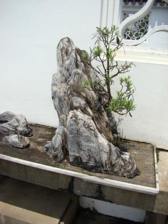 Bonsai nas Pedras