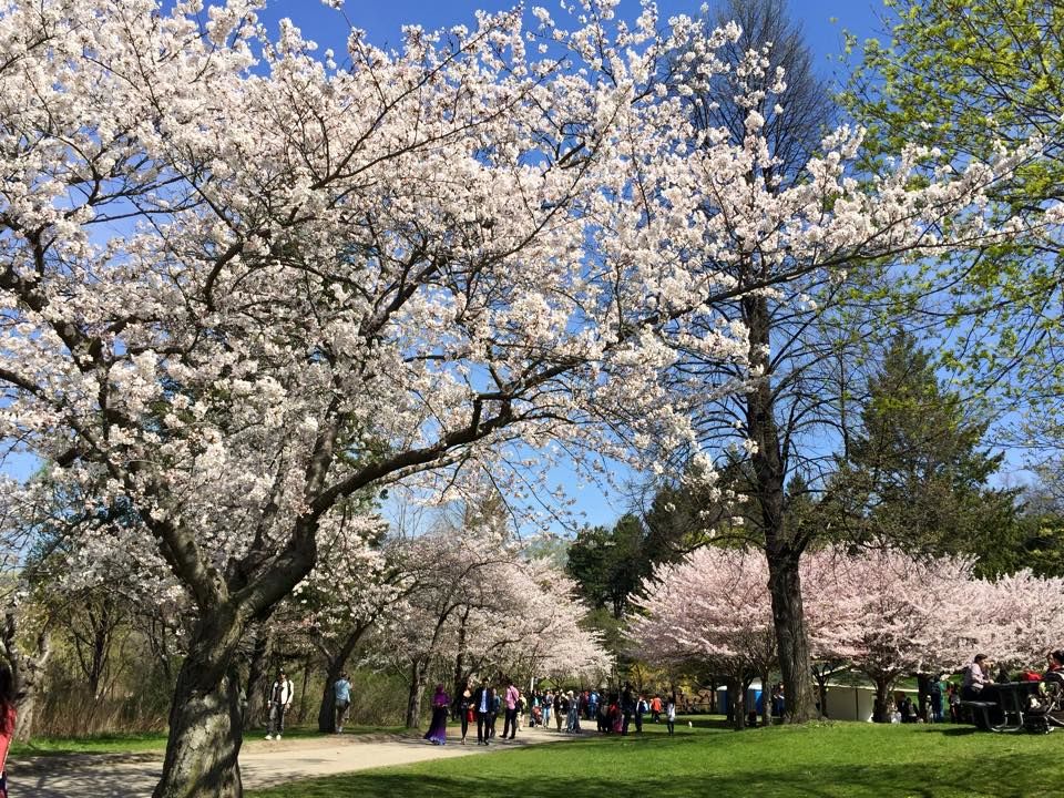 Cerejeiras do High Park em Toronto