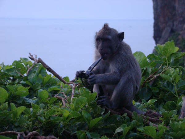 Macacos Malditos