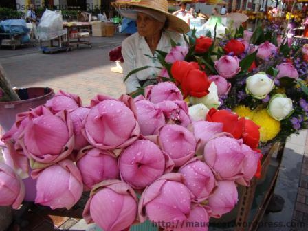 Flor de lotus Singapura