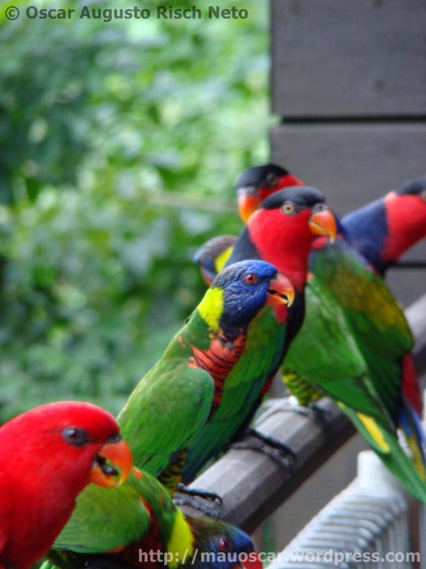 Jurong BirdPark  Lorries