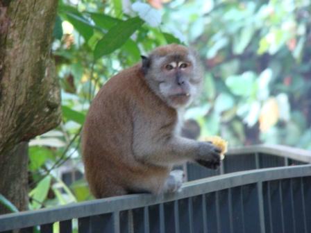Macaco Mount Faber