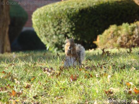 Squirrel