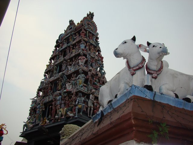 Templo com as Vacas Sagradas em Singapura