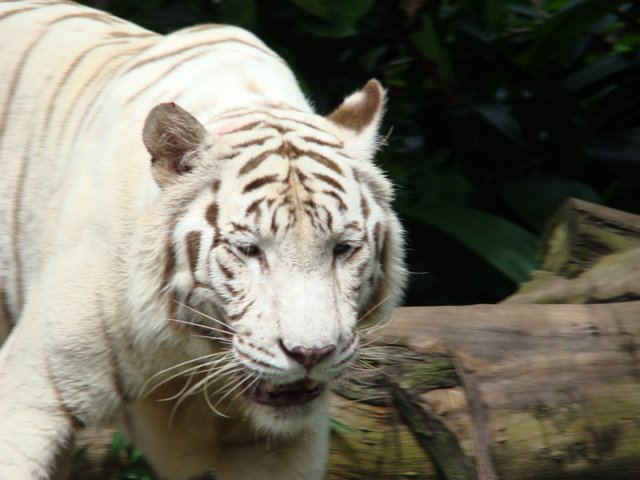Tigre Albino
