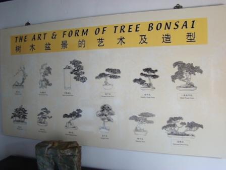 Tipos de Bonsai