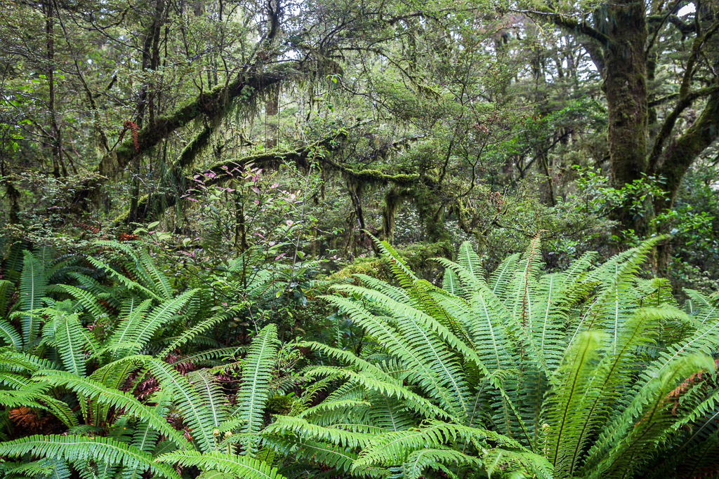Floresta no Fiordland National Park (© Helder Ribeiro)
