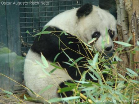 Zoo Berlin - Panda Bao Bao