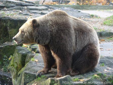 Zoo Berlin - Urso